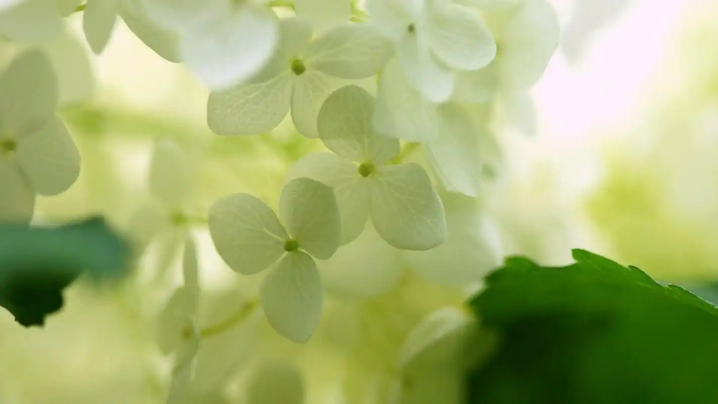 绿色护眼清新简约花卉桌面壁纸下载高清大图预览1920x1080_植物壁纸