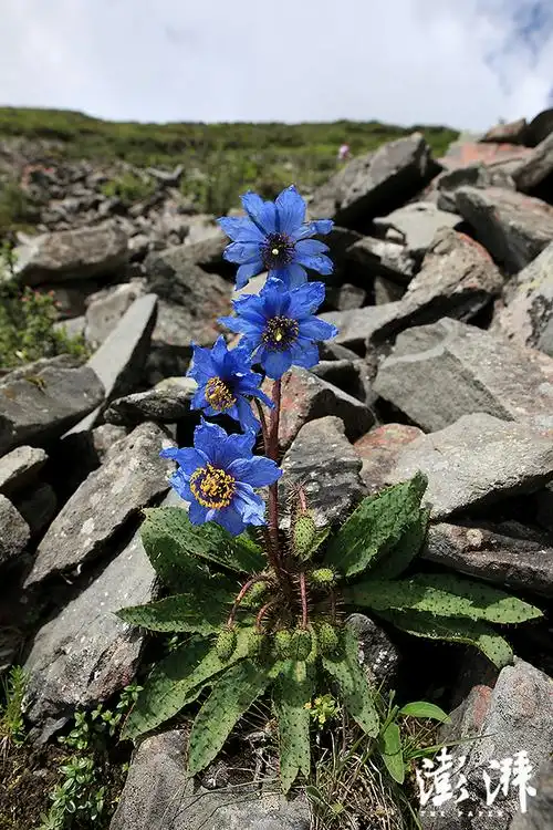 总状绿绒蒿,高原上最动人的一抹蓝.