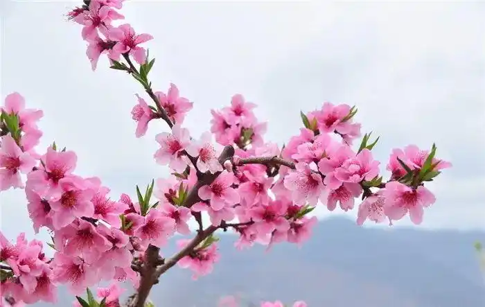 共同战疫线上科普人面桃花相映红甜宠剧锦衣之下的桃花缘