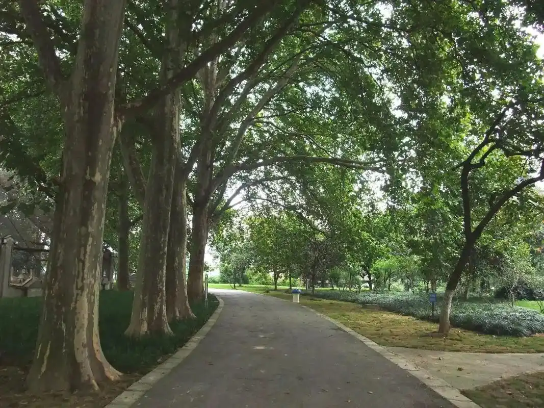 南京行道树世界闻名,当然这些年为了拓宽马 - 抖音
