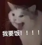 06:你礼貌吗?#猫:你什么意思 #猫咪表情包大赏 - 抖音