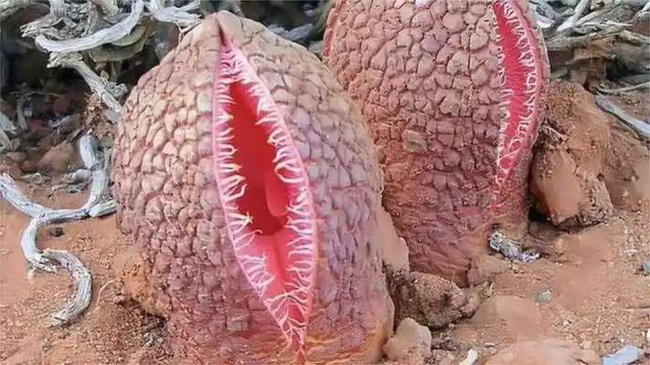 世界上最危险的十种植物!第一种每年毒害800万人!