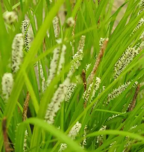 carex cinerascens kukenth.