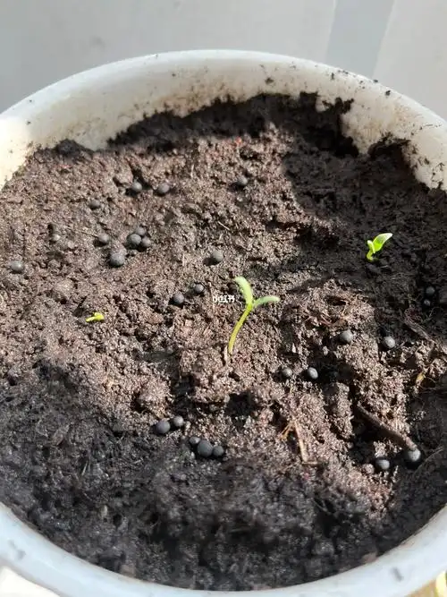 满天星发芽第二天