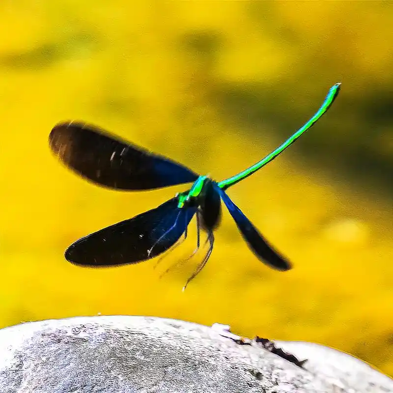 豆娘与蜻蜓不同之处主要有以下七个方面:   - 抖音