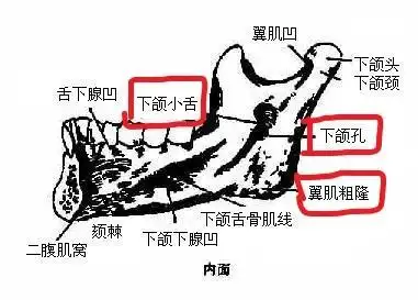 【专业原创】口腔医师《口腔解剖生理学》重要考点精粹-下颌骨的解剖