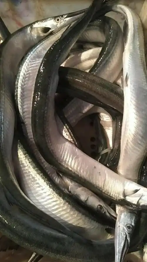 平度姜家疃海鲜市场――渤海湾野生鱼行"针良鱼"