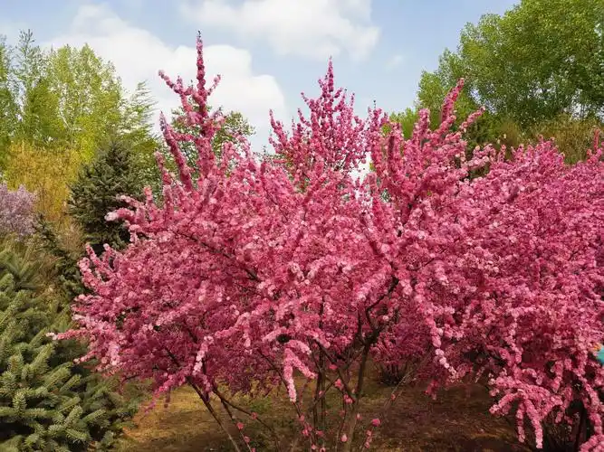 春天的画卷 - 美篇