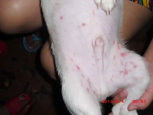 最开始只有一两个很小我以为是蚊子咬的没在意自从上次带狗狗去买东西