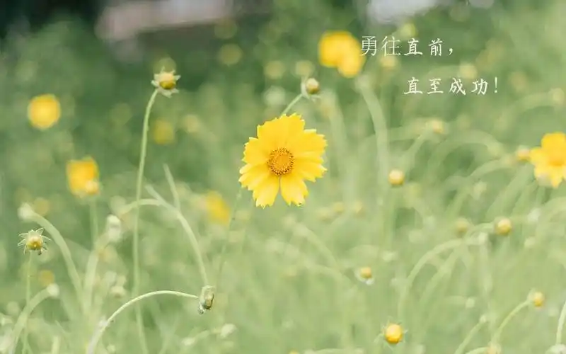 励志自己说说文字花朵唯美2k 内容简介 经典励志说说致自己带字图片