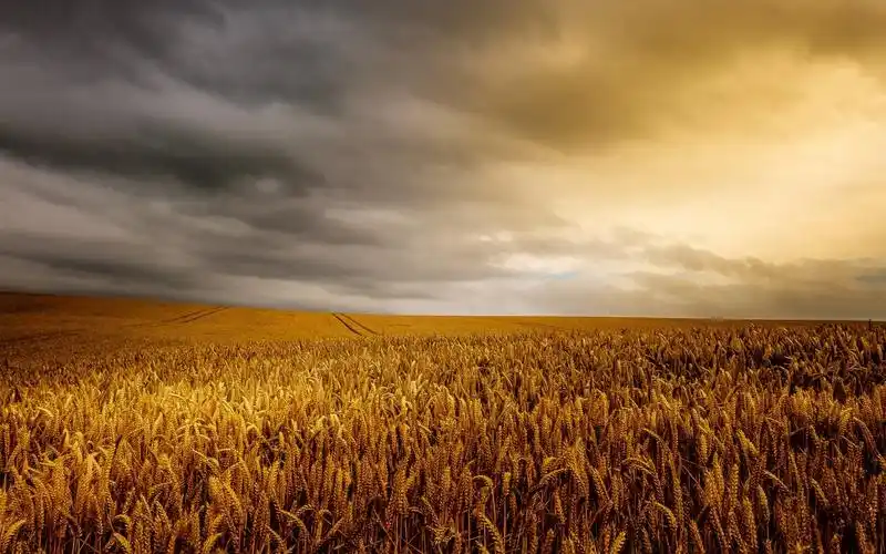 夏天,金色的麦田 壁纸 | 1680x1050 壁纸下载 | cn.best-wallpaper.ne