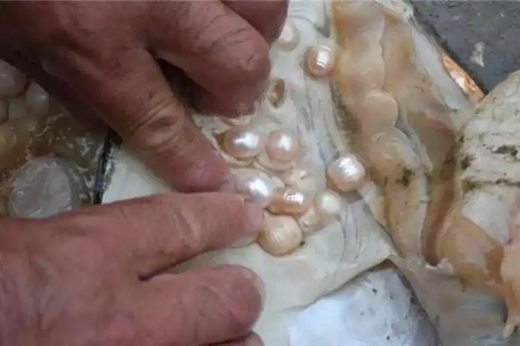 一颗人工养殖的珍珠就拿到啦.以上就是"养珍珠怎么养?