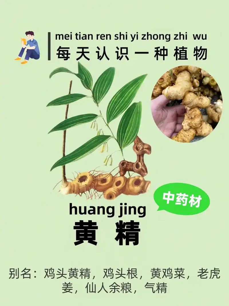 你知道中药材黄精吗?听说过"九蒸九晒"吗