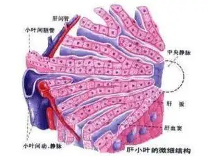 liver[1],hepaticlobule外文名管壁构成肝结构和功能基本单位肝小叶