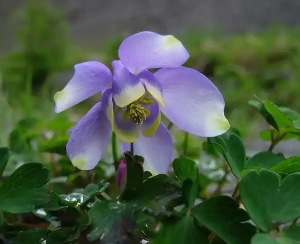 长白山最美野花100(下)――――从高山到林间