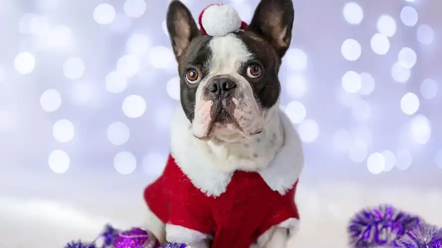 可爱的圣诞小狗高清桌面壁纸下载高清大图预览1920x1080_动物壁纸下载