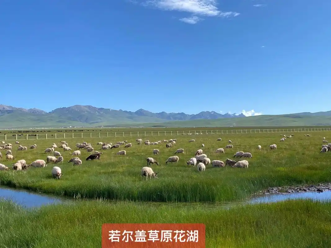 若尔盖花湖.简单,安静,却让人燃烧,这就是花湖,妖娆的花湖. - 抖音