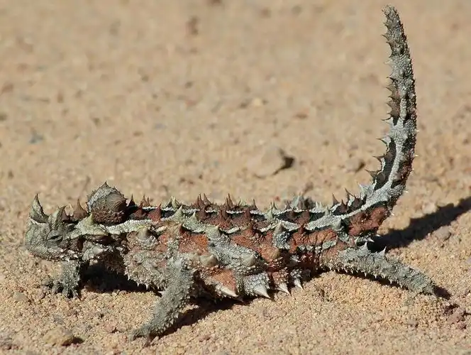 coolest lizards in the world: thorny dragon