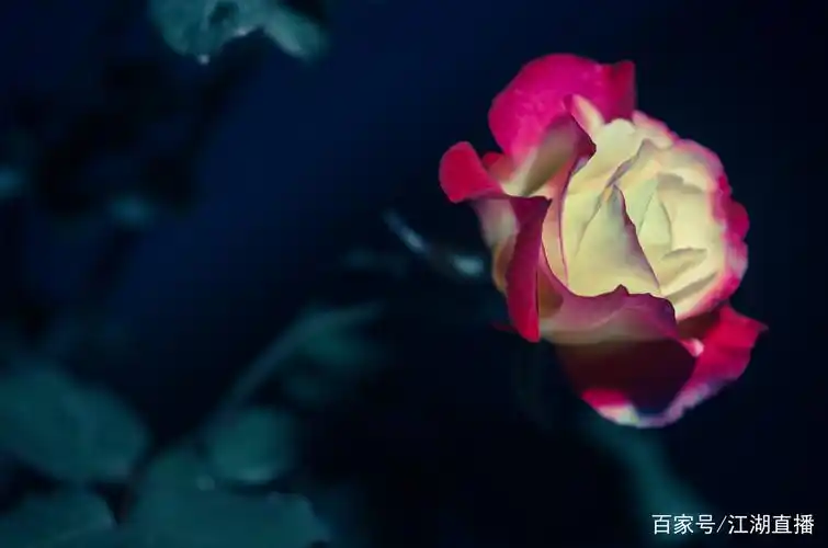 一朵花的10种拍法