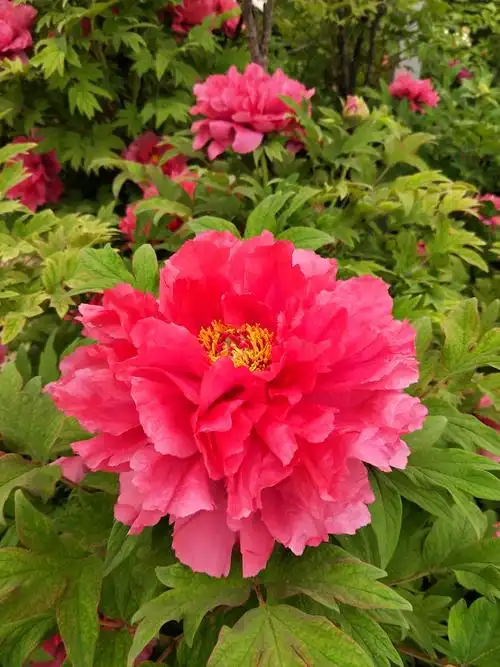 风景(双牡丹之旅六天游)牡丹花:河南洛阳牡丹花中国国花园.