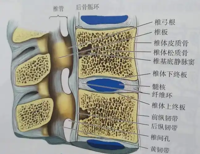 【医学科普】腰椎间盘突出症,那些你必须知道的基本常识→_试验