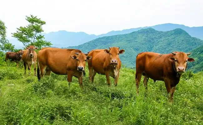 大洪山黄牛走进农博会 扶贫产业带富一方人-大洪山风景名胜区门户网站