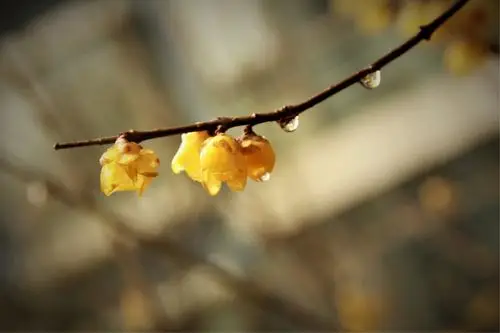 古寺红墙路边梅,芯红瓣黄花枝俏,观者稀少. 冬去春来暖,无法显傲.