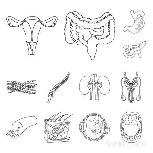 插画 人体轮廓图标的内部器官在集合中进行设计.