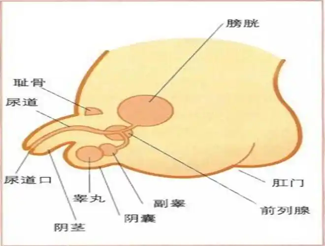 阴囊上长了个疙瘩图片