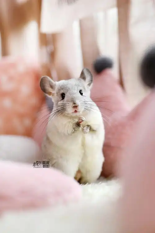 嘻嘻好久不见小龙猫