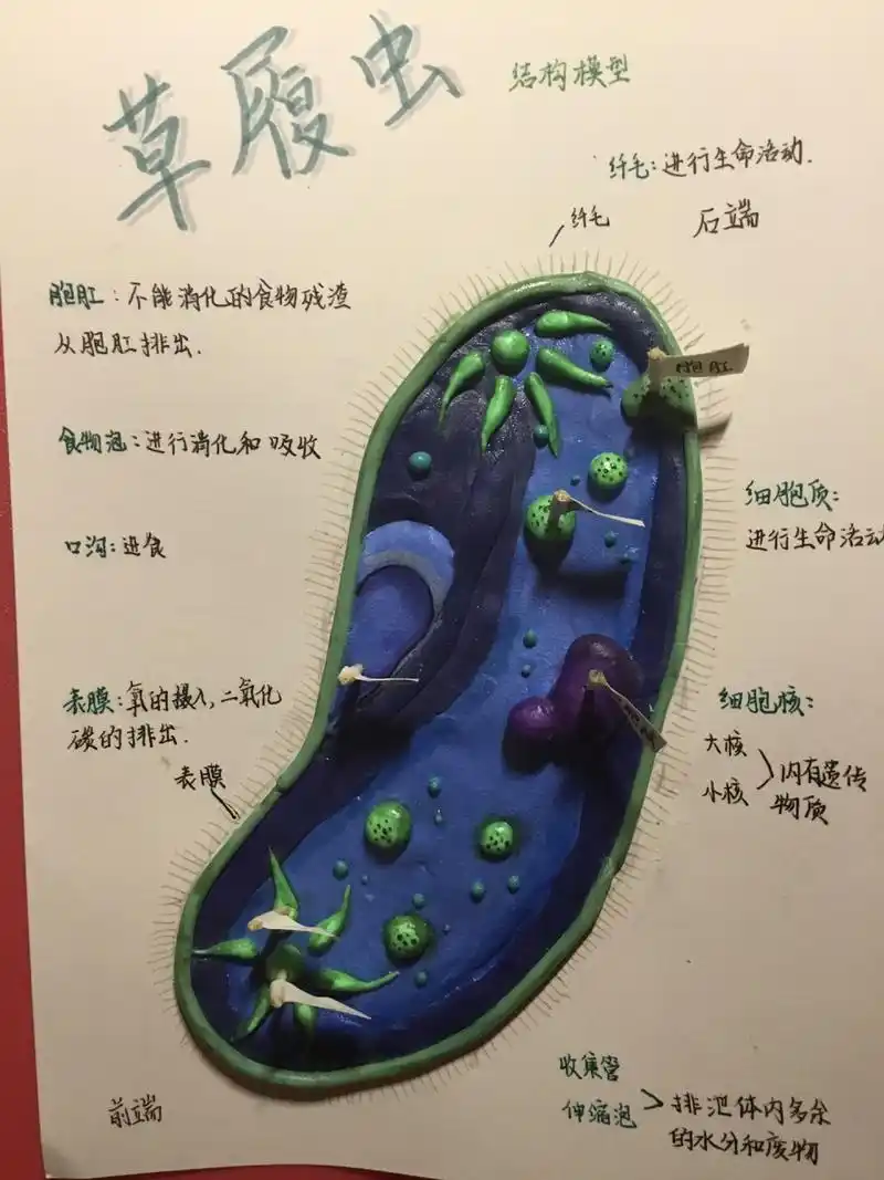 草履虫结构模型 太满意啦哈哈哈哈哈哈