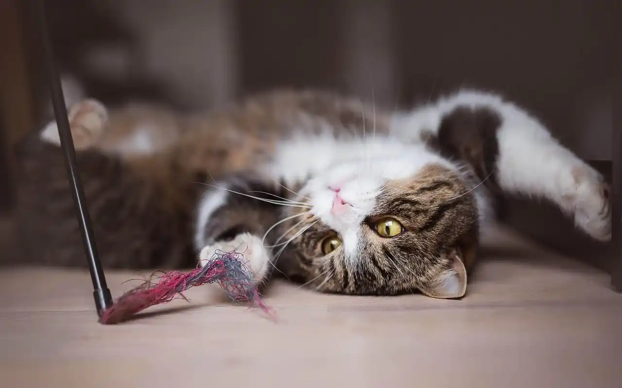 清新安静猫咪宽屏壁纸_萌萌的小小猫咪