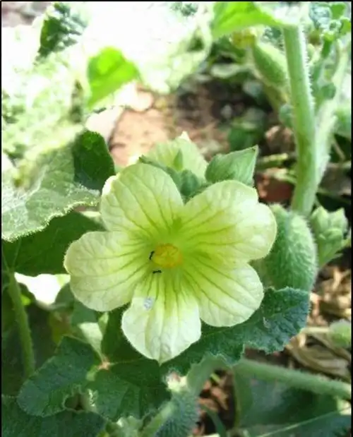 是葫芦科喷瓜属植物,蔓生草本;根伸长,粗壮.