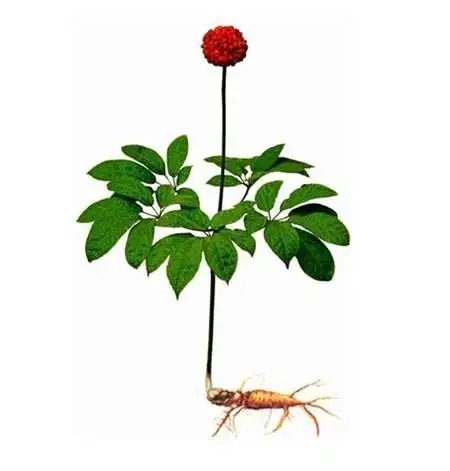 3,三七长什么样子植物图片