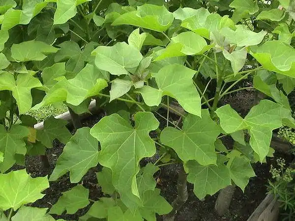 紫油树又称什么树,及图片