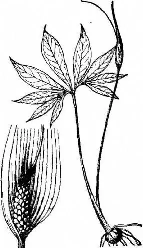 药材半夏简笔画