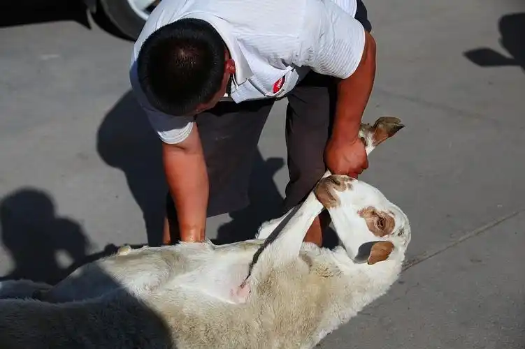 蒙式杀羊法长篇连续纪实摄影(一)