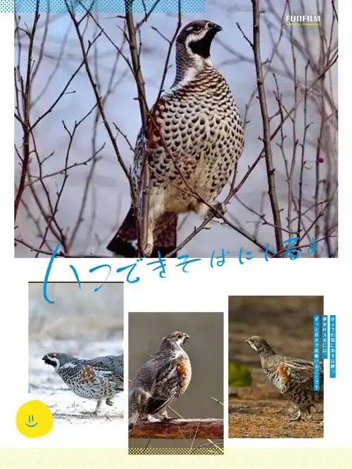 野生飞龙(树林里还有很多种类的飞禽走兽)