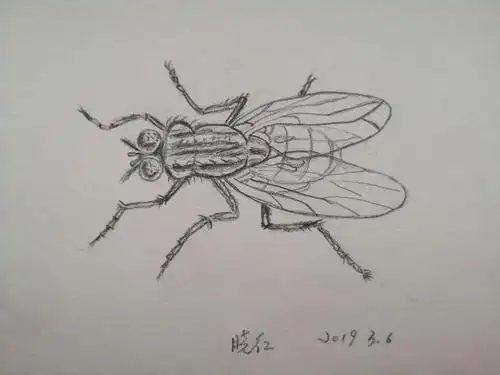其它 自学铅笔画 写美篇第三个苍蝇