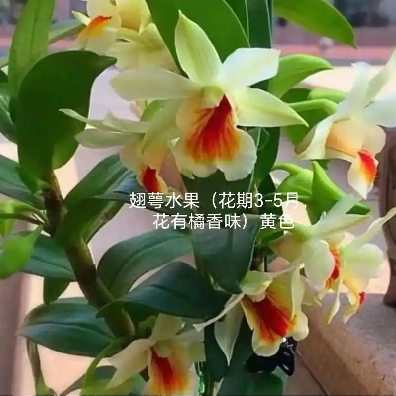 石斛兰名称种类#兰花 - 抖音