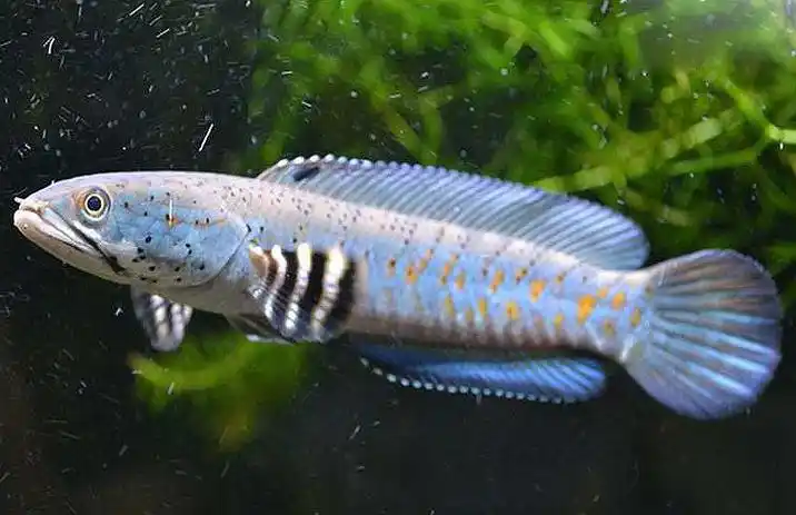 幻彩红宝石雷龙鱼怎么养_大型观赏鱼_观赏鱼大全_哎呀吧软件站