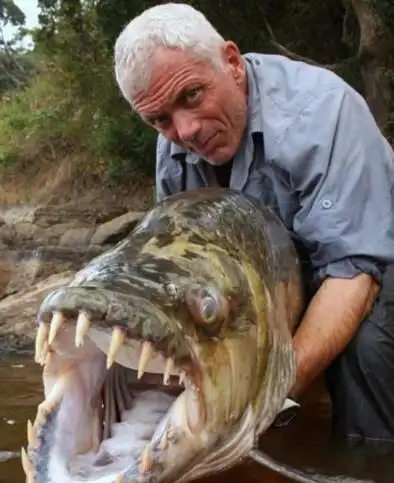 世界上最大的淡水鱼巨型水虎鱼长18米重达114斤2