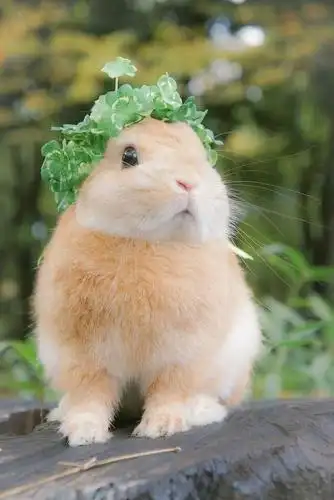 宠物店为抬高售价剪兔子耳朵,真相很残忍!