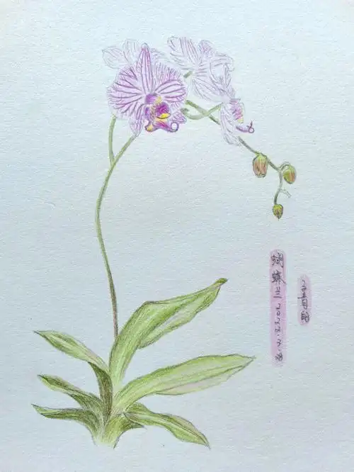 彩铅临摹蝴蝶兰幸福向你飞来