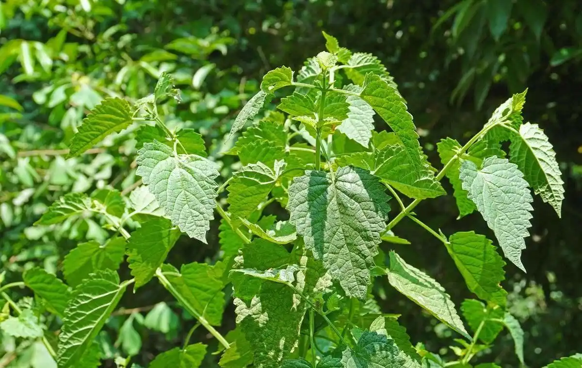 藿香:芳香解表的暑日良药.