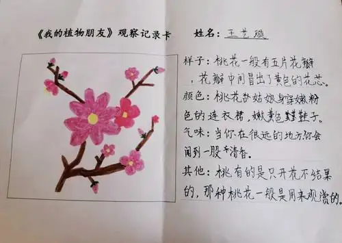 美篇  假期里,同学们去观察了自己喜爱的植物朋友并制作了植物记录卡