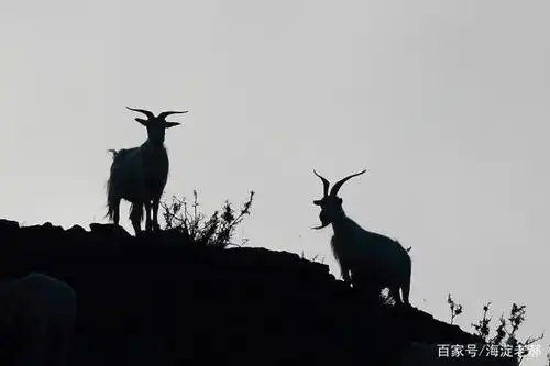 山顶上高高站立的羊剪影