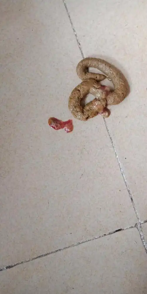 两个月狗狗拉血了!