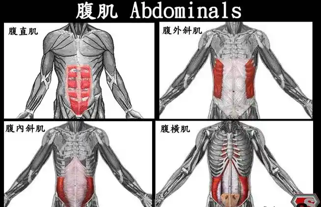 因为平时可能不锻炼,或是锻炼的过头了,这四块肌肉都会相应的缩短变弱