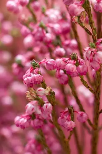 粉红色的小花,树枝,模糊的背景 iphone 壁纸